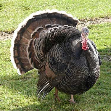 Turkey Damage, Wildlife Conflict Solutions, Napa Sonoma Lake County