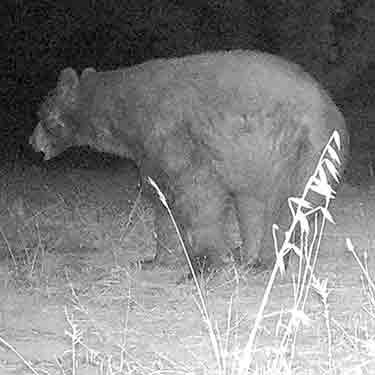 Wildlife Conflict Solutions, Sonoma County, California, Trapping, Removal, Bears