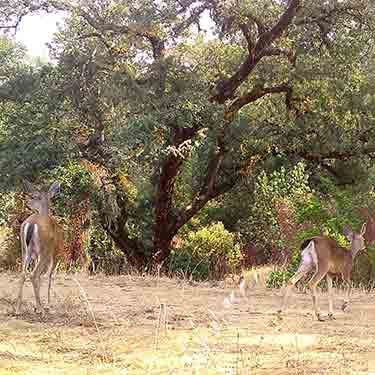 Deer Damage, Vineyards, California, Trapping, Removal, Wildlife Conflict Solutions