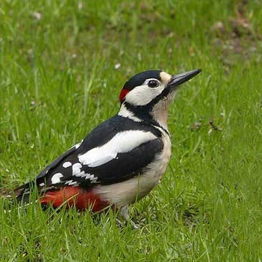 Wildlife Conflict Solutions, California, Trapping, Removal, Woodpeckers